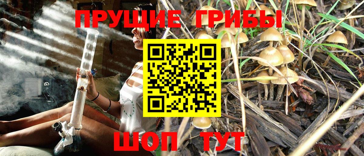 Псилоцибиновые грибы прущие грибы Волхов